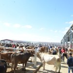 Belediyemizden Kurban Bayramı tedbirleri