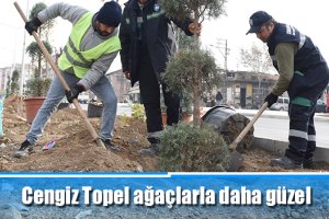 Cengiz Topel ağaçlarla daha güzel
