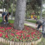 Çorum yaza girerken çiçeklerle bezeniyor