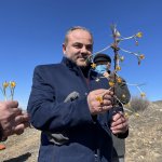 Öğrenciler, çiğdem toplama etkinliğine katıldı