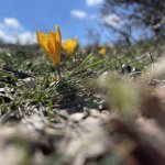 Öğrenciler, çiğdem toplama etkinliğine katıldı