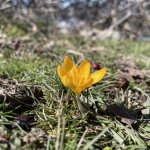 Öğrenciler, çiğdem toplama etkinliğine katıldı