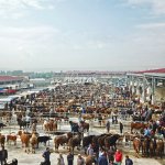 Belediyemizden hayvan pazarına ücretsiz servis