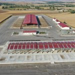 Hayvan Pazarındaki padoklar kiralanmaya başlıyor