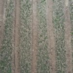 Başkan Aşgın, Guinness Ormanını inceledi