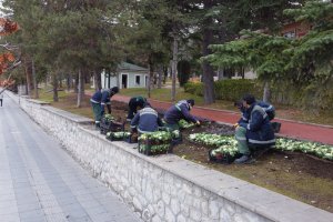Belediyemiz, Çorum’u 150 bin lale ve sümbülle donatıyor