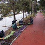 Belediyemiz, Çorum’u 150 bin lale ve sümbülle donatıyor