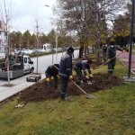 Belediyemiz, Çorum’u 150 bin lale ve sümbülle donatıyor