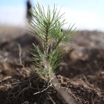 180 Kadın 180 Fidan