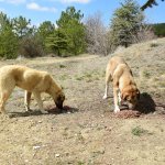 Sokak hayvanları için iş birliği