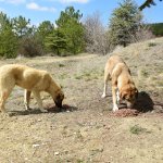 İhbarlara karşı Veteriner İşleri ekipleri 7/24 nöbette