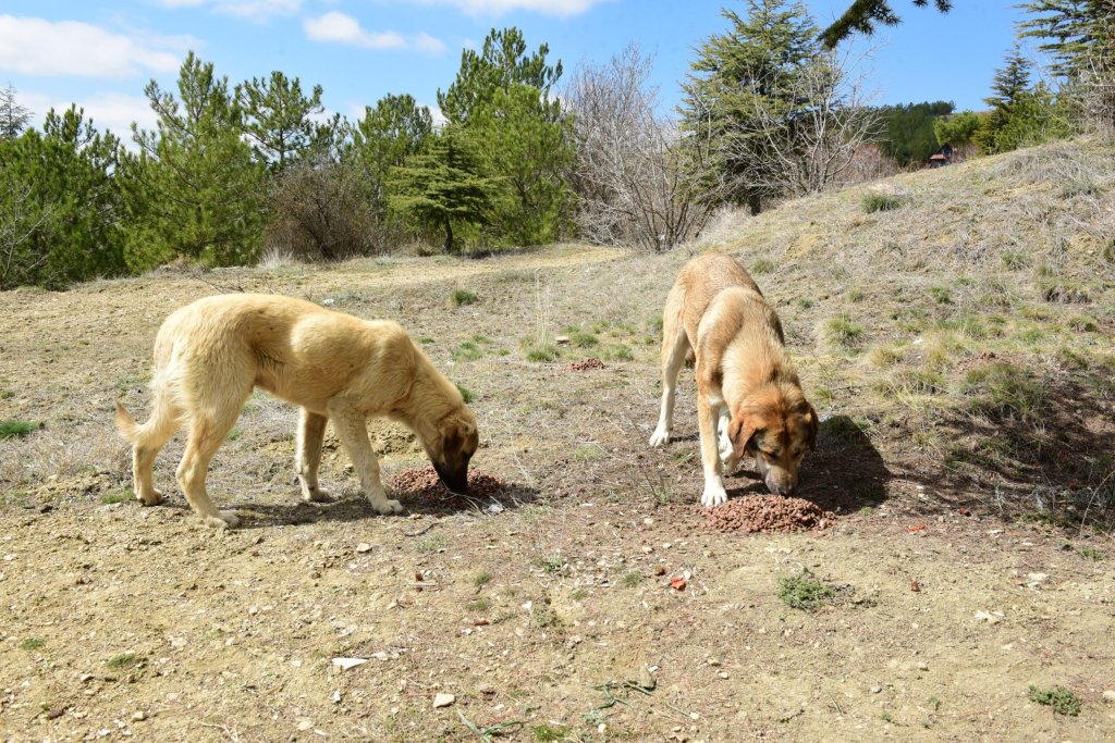 İhbarlara karşı Veteriner İşleri ekipleri 7/24 nöbette