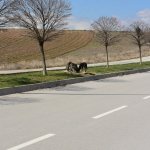 Sokak hayvanları için iş birliği