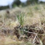 Kuraklığa karşı fidan diktiler