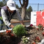 Belediye, Çorum Şehitliği'ni çiçeklerle donattı