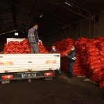 Belediyemizden patates ve soğan dağıtımına destek
