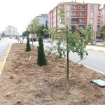 Fevzi Çakmak 3. Cadde de ağaç dikim çalışması