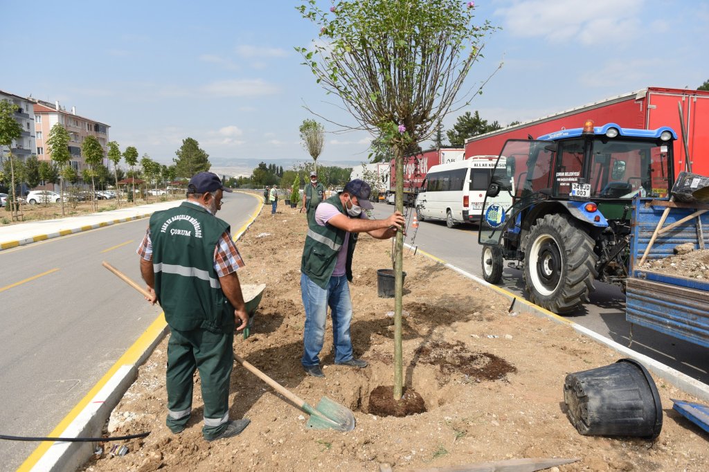 Fevzi Çakmak 3. Cadde de ağaç dikim çalışması