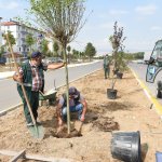 Fevzi Çakmak 3. Cadde de ağaç dikim çalışması