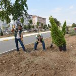 Fevzi Çakmak 3. Cadde de ağaç dikim çalışması