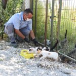 Belediye veteriner işleri 7/24 365 gün hizmet veriyor