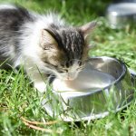 “Hayvanları Koruma Günü” Kutlandı