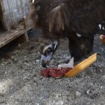 “Hayvanları Koruma Günü” Kutlandı