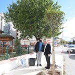 Belediyemiz, yetişmiş ağaçları toprakla buluşturmaya devam ediyor