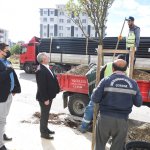 Belediyemiz, yetişmiş ağaçları toprakla buluşturmaya devam ediyor