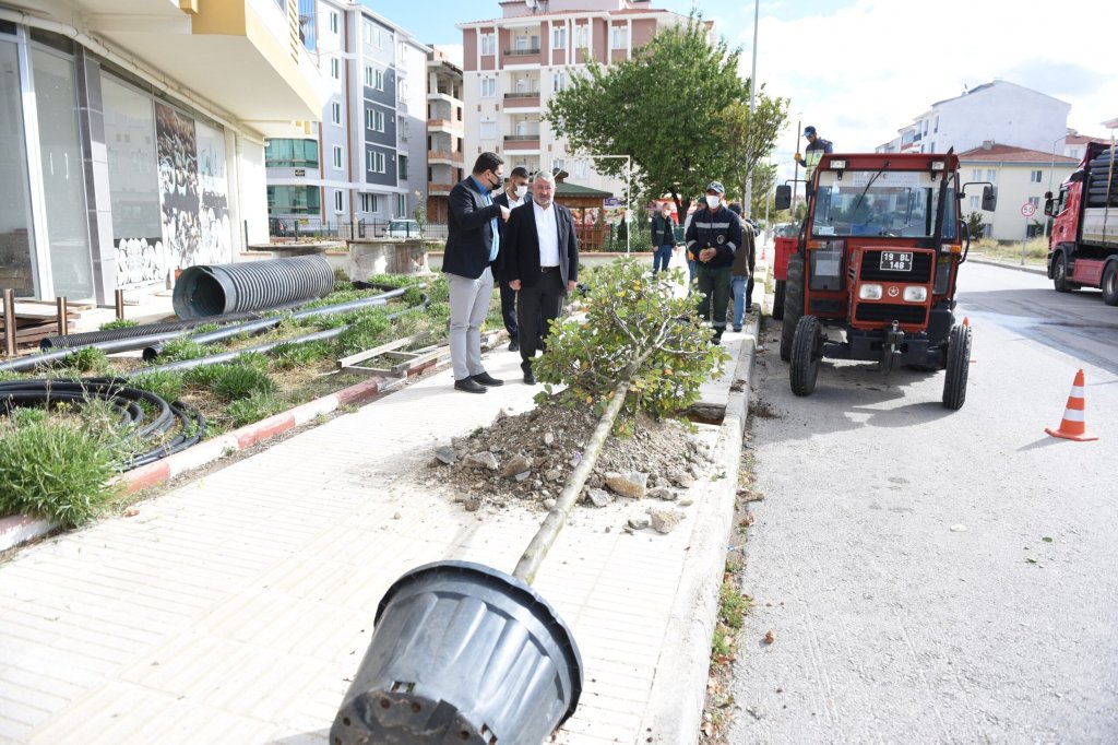 Belediyemiz, yetişmiş ağaçları toprakla buluşturmaya devam ediyor
