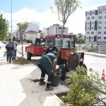 Belediyemiz, yetişmiş ağaçları toprakla buluşturmaya devam ediyor