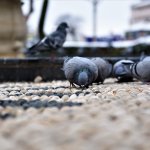 Belediyemiz, sokaktaki canları unutmuyor