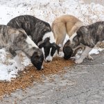 Belediyemiz, sokaktaki canları unutmuyor