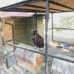 Akbaba, hayvan bakımevinin maskotu oldu