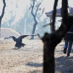 Akbaba, hayvan bakımevinin maskotu oldu