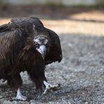 Akbaba, hayvan bakımevinin maskotu oldu