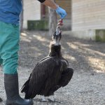 Akbaba, hayvan bakımevinin maskotu oldu