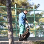 Akbaba, hayvan bakımevinin maskotu oldu