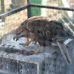 Akbaba, hayvan bakımevinin maskotu oldu