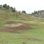 “Tüm sokak ve yaban hayvanları da bize emanet”