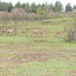 “Tüm sokak ve yaban hayvanları da bize emanet”
