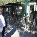 “Hayvanlar, Allah’ın bizlere emanetleridir”