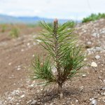 Başkan Aşgın, Guinness Ormanını inceledi