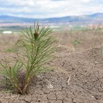 Başkan Aşgın, Guinness Ormanını inceledi