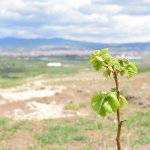 Başkan Aşgın, Guinness Ormanını inceledi
