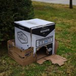 Sokağın hayvanına başkan sahip çıktı