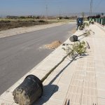 Belediyemiz, “13 bin ağacı” toprakla buluşturdu