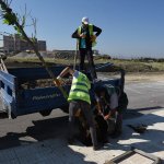 Belediyemiz, “13 bin ağacı” toprakla buluşturdu