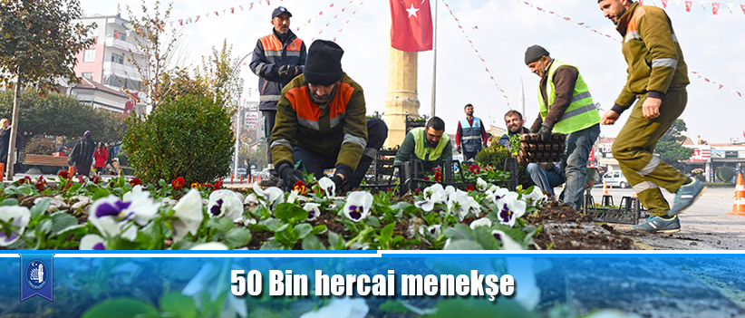 50 Bin hercai menekşe