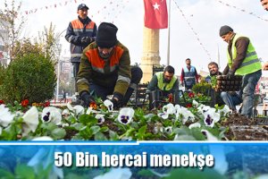 50 Bin hercai menekşe